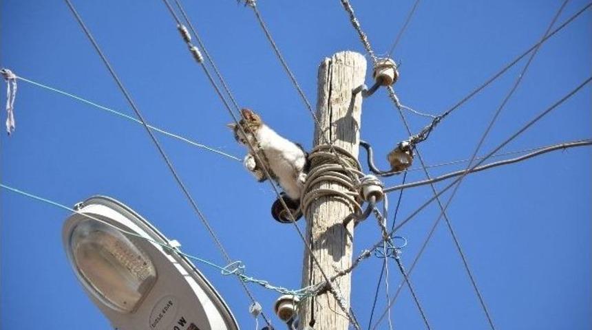 Siverek&rsquo;te Kedi Kurtarma Operasyonu