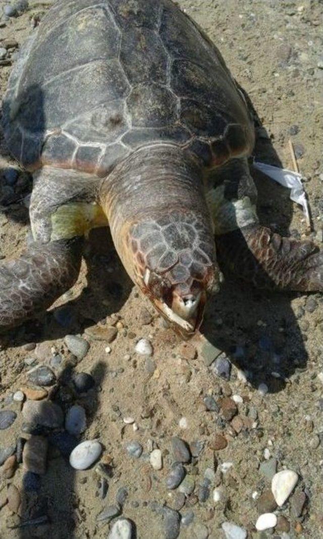 Kuşadası’nda Sahile Caretta Caretta Ölüsü Vurdu