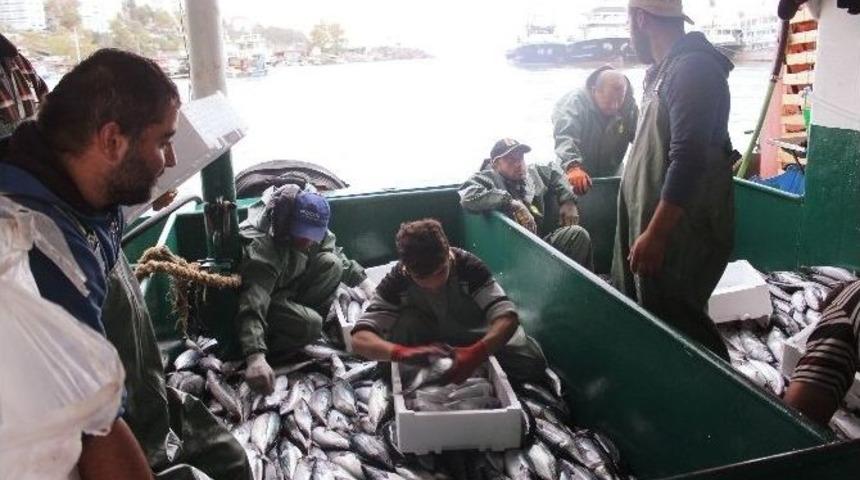 Balık&ccedil;ı Tekneleri Kasa Kasa Palamut İle D&ouml;nd&uuml;