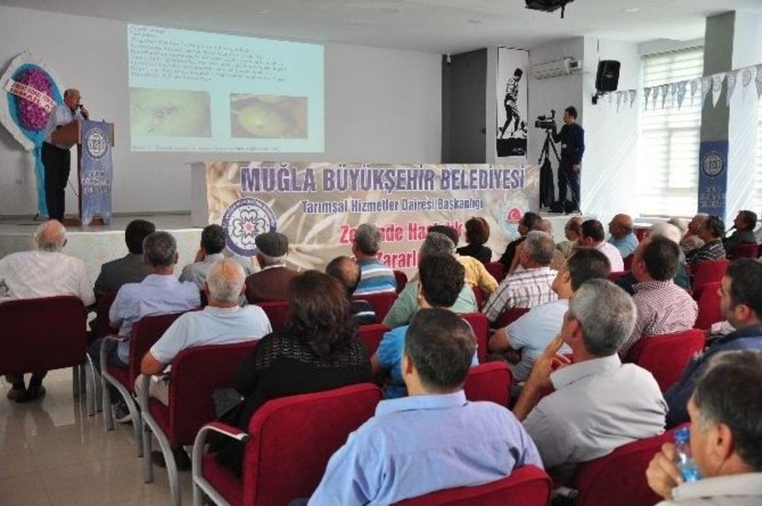 Milas Zeytininde Rekolte D&uuml;şt&uuml;