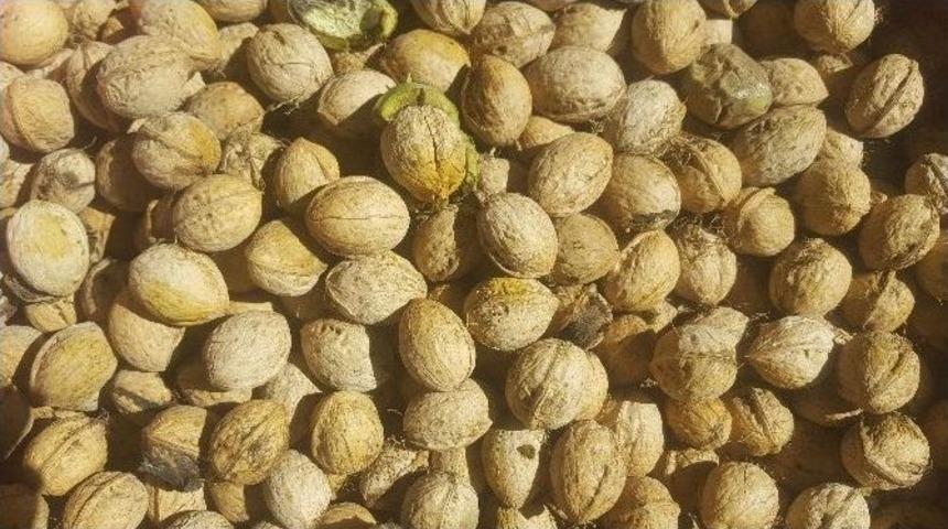 Beyt&uuml;şşebap İl&ccedil;esinde Ceviz Toplama Mevsimi Başladı