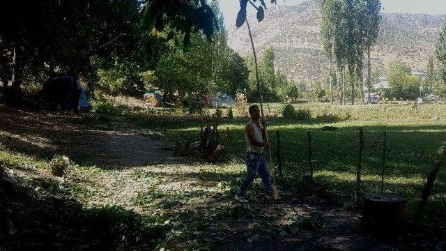 Beyt&uuml;şşebap İl&ccedil;esinde Ceviz Toplama Mevsimi Başladı 2