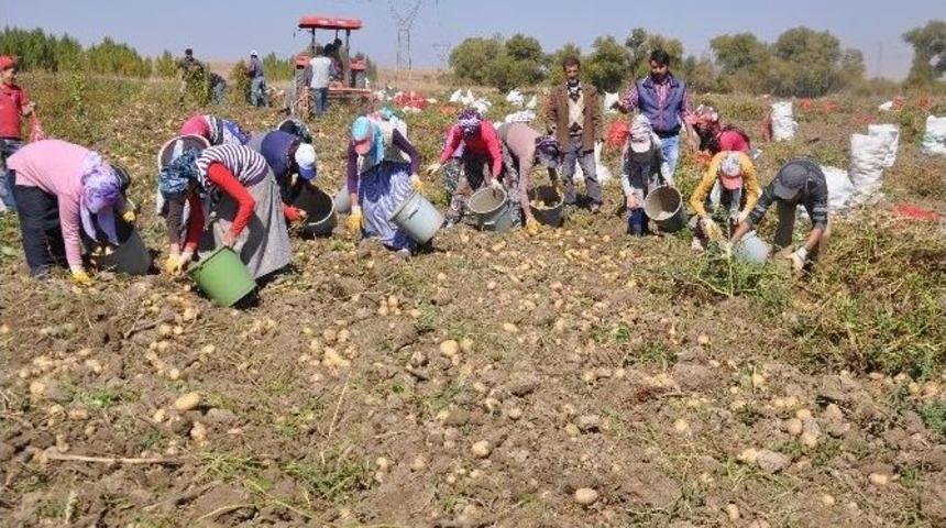 Patates Tarlaları Genç Kızların Umudu Oldu