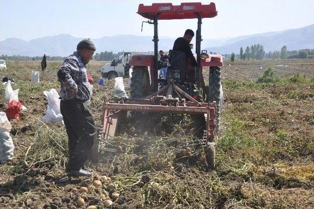 Patates Tarlaları Genç Kızların Umudu Oldu