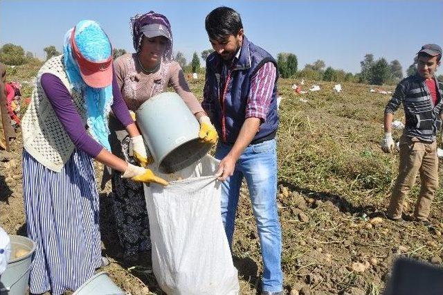 Patates Tarlaları Genç Kızların Umudu Oldu