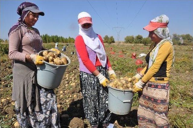 Patates Tarlaları Genç Kızların Umudu Oldu