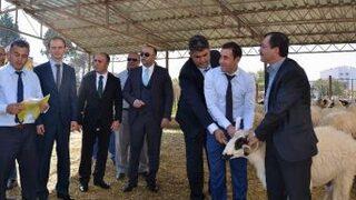 Afyonkarahisar’da 19 Besiciye 61 Adet Bafra Koçu Dağıtıldı