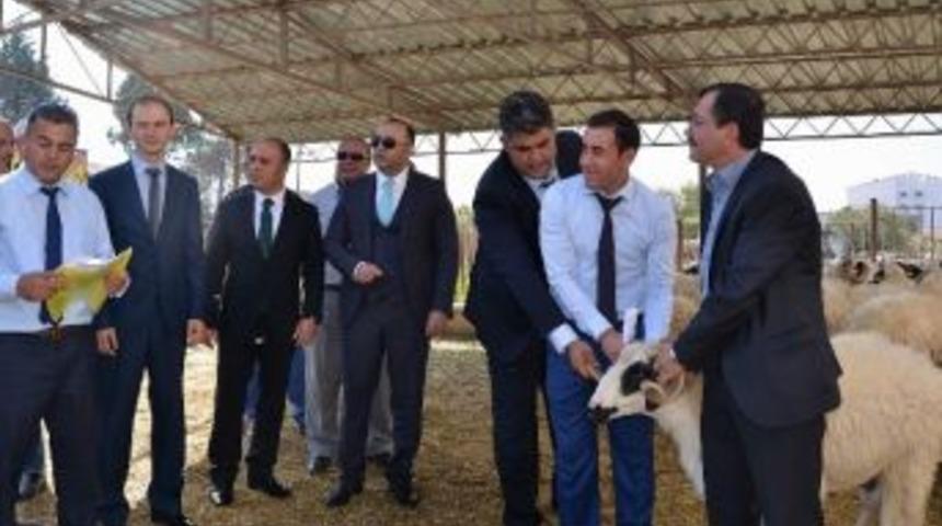 Afyonkarahisar’da 19 Besiciye 61 Adet Bafra Koçu Dağıtıldı