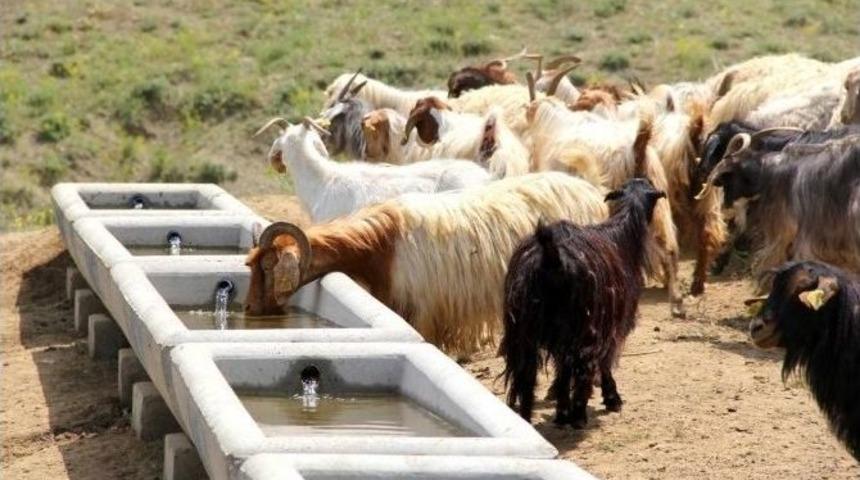 Ağrı&rsquo;da Hayvancılığa B&uuml;y&uuml;k Destek