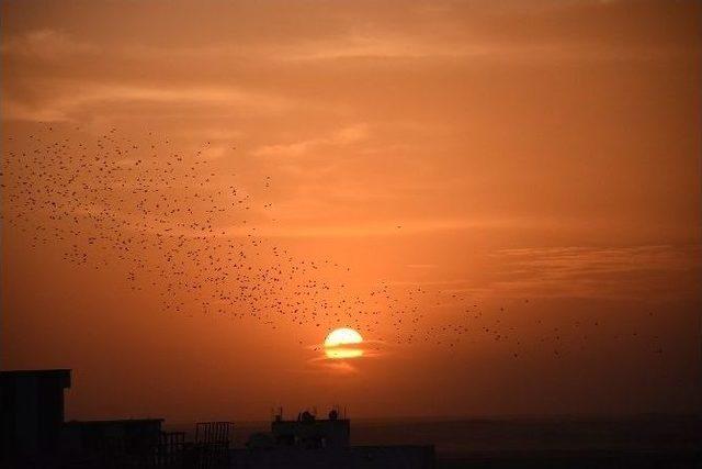 Nusaybin&rsquo;de Tarihi İpek Yolunda G&uuml;n Batımı 2