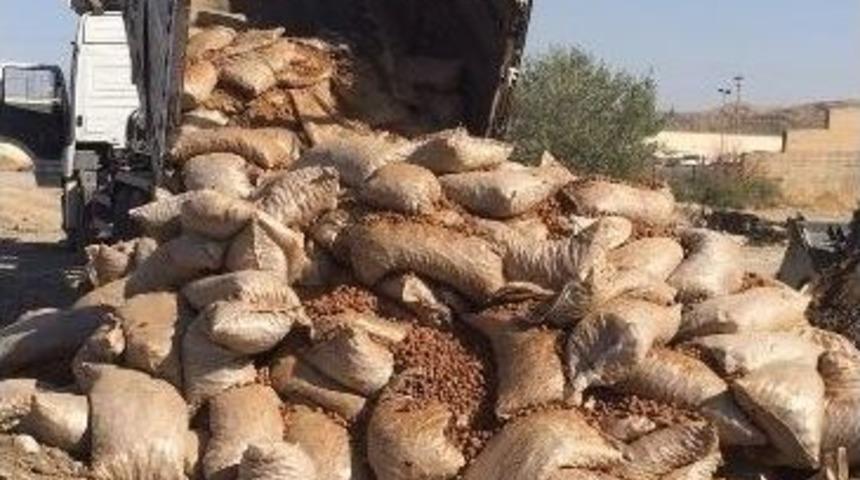 Silopi&rsquo;de 43 Bin 530 Kilogram Ceviz İmha Edildi