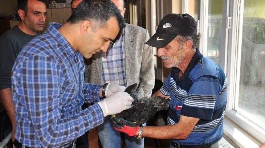 Yaralı Şahin Kurtarılamadı