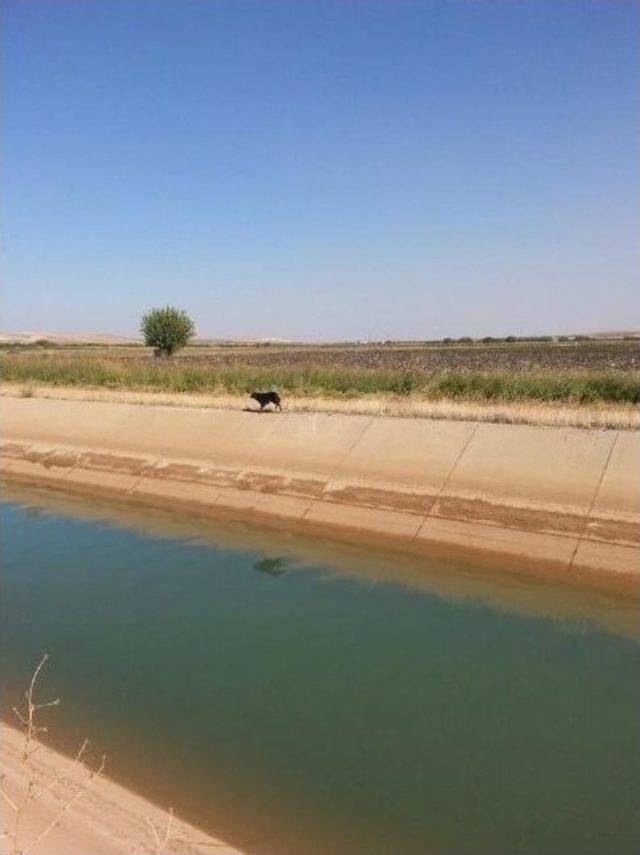 Kanala Düşen Köpek İtfaiye Ekiplerince Kurtarıldı