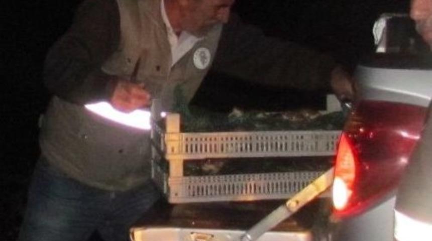 300 Kilogram Ka&ccedil;ak Kurbağaya, 204 Bin Lira Ceza Kesildi