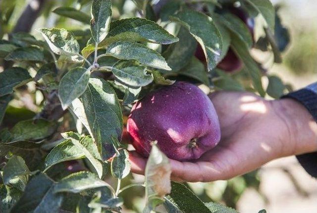 Meyvecilik Yeni Gelir Kapısı Oluyor