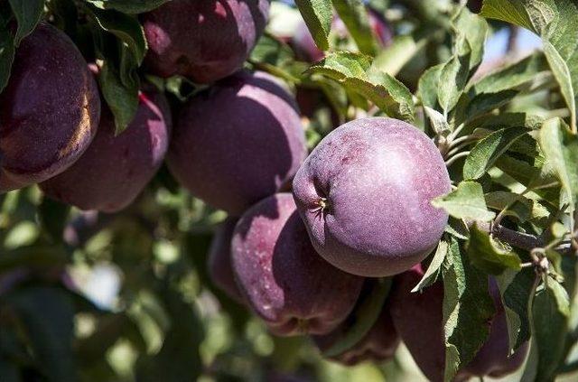 Meyvecilik Yeni Gelir Kapısı Oluyor