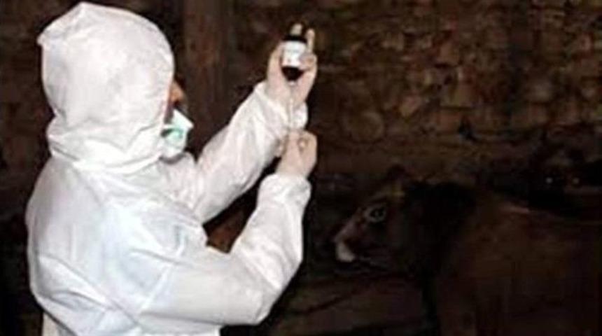 Aydın&rsquo;da 3. D&ouml;nem Şap Aşılama &Ccedil;alışmaları Başladı