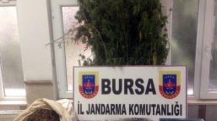 Bursa&rsquo;da 3 Bu&ccedil;uk Kilo Esrar Ele Ge&ccedil;irildi
