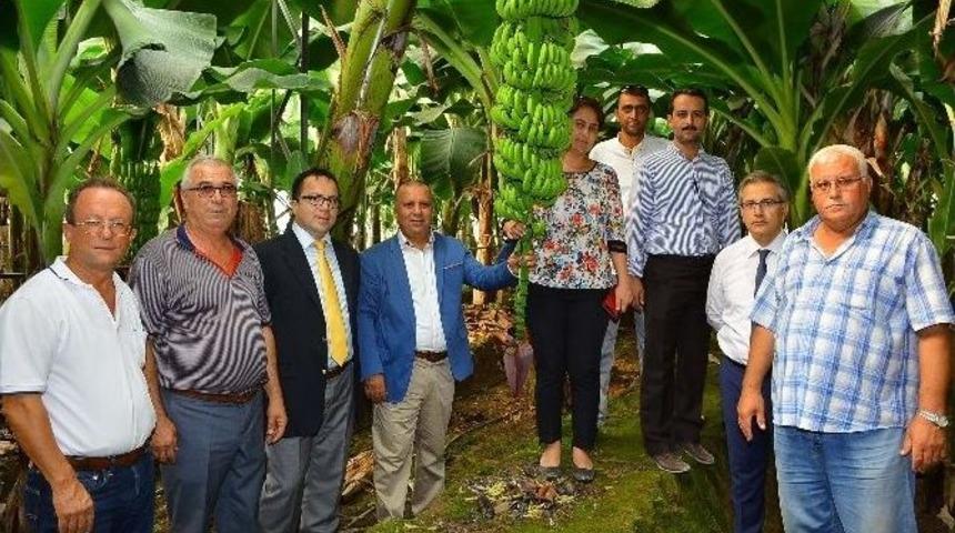 Boztaş: &ldquo;manavgat Muza Damgasını Vuracak&rdquo;