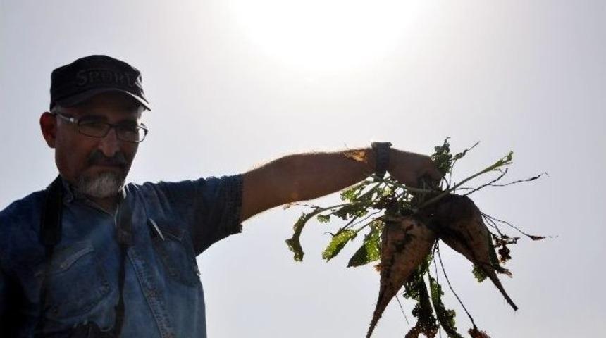 Şeker Pancarı &Uuml;reticisi Y&uuml;ksek Maliyetten Yakındı