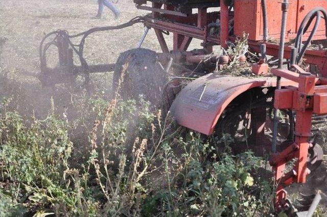 Şeker Pancarı Üreticisi Yüksek Maliyetten Yakındı