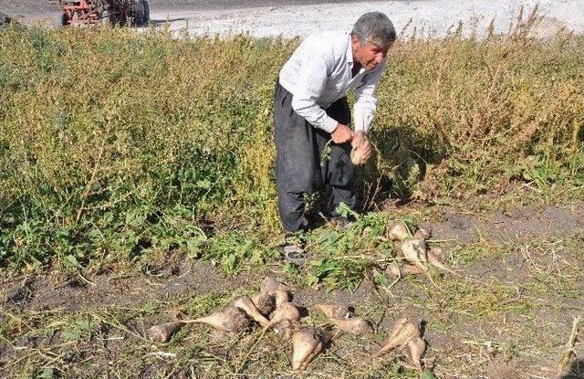 Şeker Pancarı Üreticisi Yüksek Maliyetten Yakındı