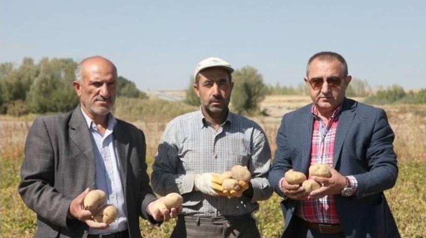 (&ouml;zel Haber) Ahlat&rsquo;ta Patates Hasadı Başladı