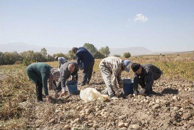 (özel Haber) Ahlat’ta Patates Hasadı Başladı