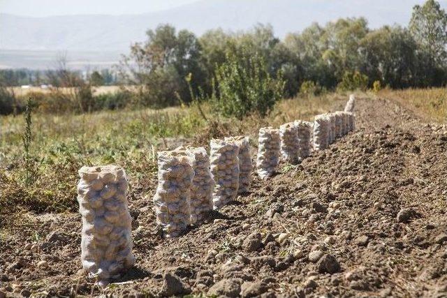 (özel Haber) Ahlat’ta Patates Hasadı Başladı