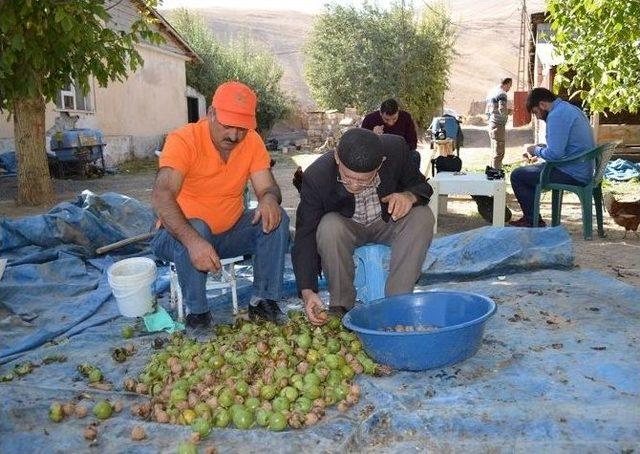 Adilcevaz’da Ceviz Hasadı