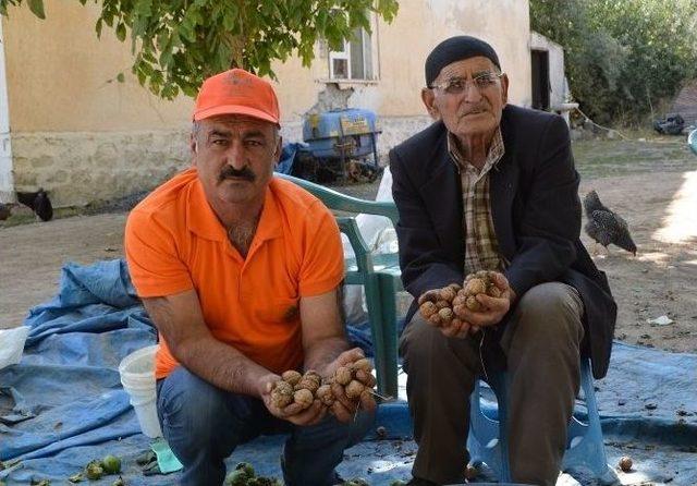 Adilcevaz’da Ceviz Hasadı