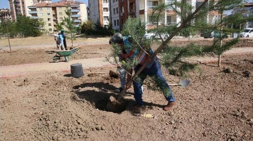 Elazığ&rsquo;da Belediye Tarafından Yetiştirilen Ağa&ccedil;lar Dikildi