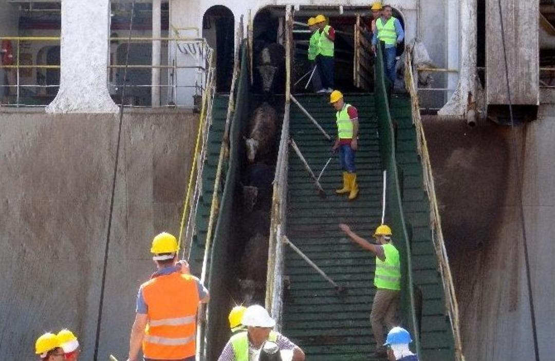 İthal Edilen 20 Bin Besilik Sığır Mersin&rsquo;de