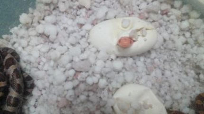 Adrenalin D&uuml;nyası&rsquo;nın Yeni Sakini, Albino Mısır Yılanı