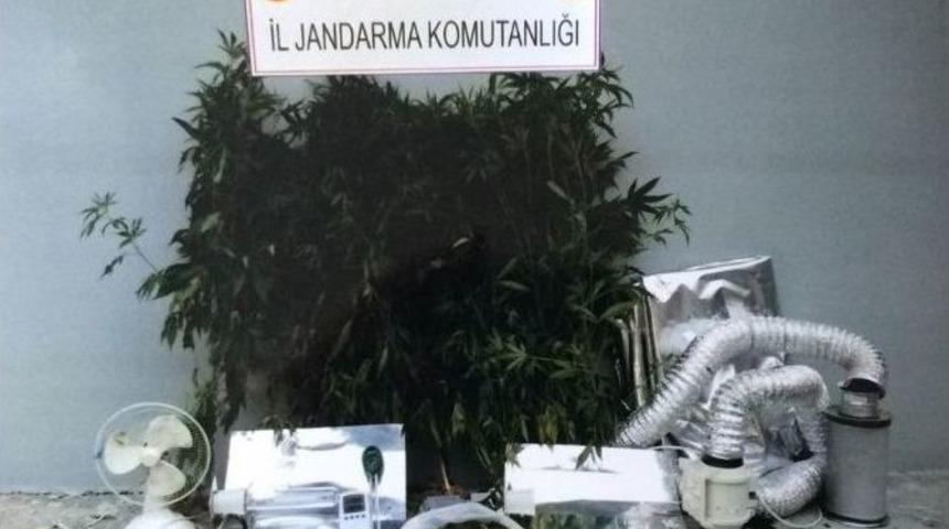 Trabzon’da Özel Düzeneklerle Uyuşturucu Yetiştirilen Eve Baskın Düzenlendi