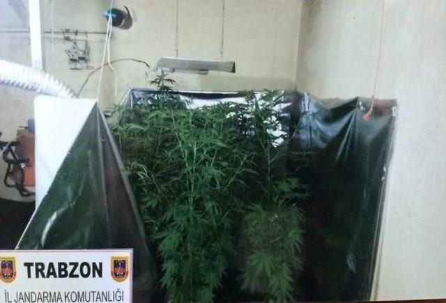 Trabzon’da Özel Düzeneklerle Uyuşturucu Yetiştirilen Eve Baskın Düzenlendi