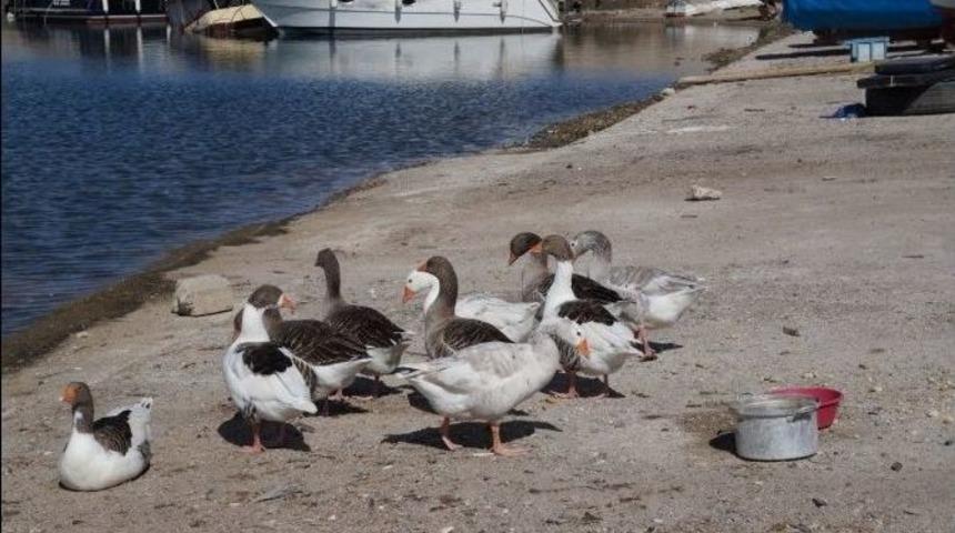 Kaz S&uuml;r&uuml;s&uuml; Balık&ccedil;ı Barınağını Mesken Tuttu