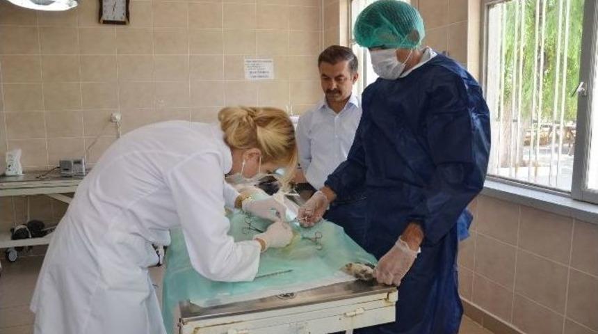 Sokak Hayvanlarına Y&ouml;nelik &Ccedil;alışmalar Devam Ediyor