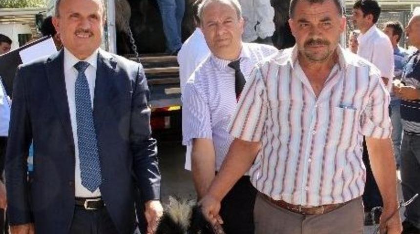 126 Damızlık Kıl Ke&ccedil;isi Oğlağı Dağıtıldı