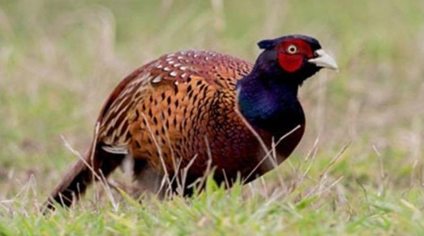 Samsun&rsquo;da 147 Endemik Bitki İle 1 Endemik Memeli Tespit Edildi