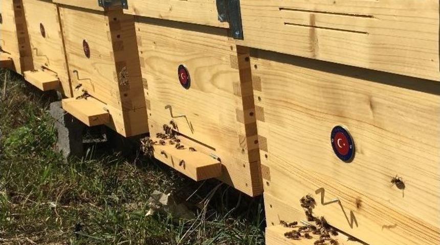 Tika&rsquo;dan Sırbistan&rsquo;da Arıcılığa Destek