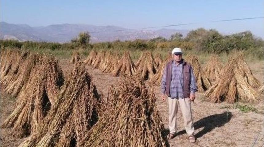 Aydın&rsquo;da Susam Hasadı Başladı, &Uuml;reticiler Domuzlardan Tedirgin