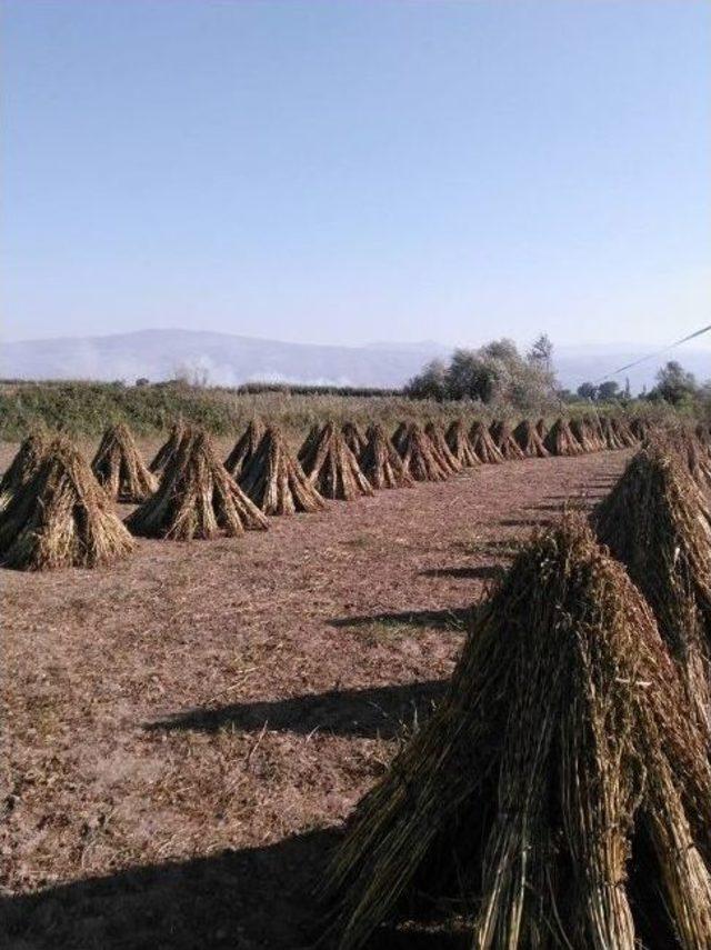 Aydın’da Susam Hasadı Başladı, Üreticiler Domuzlardan Tedirgin