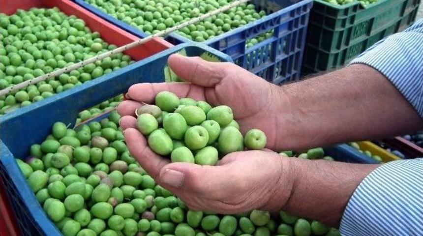 Aydın&rsquo;da Kırma Zeytin Hasadı Başladı