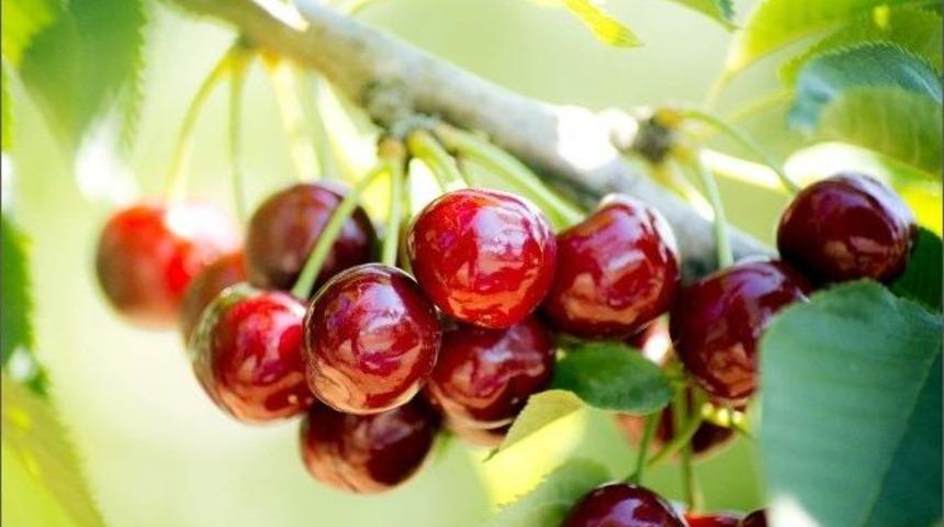 Taze Kiraz Ve &Uuml;z&uuml;m Sekt&ouml;r&uuml; Yeni Pazarlara A&ccedil;ılıyor