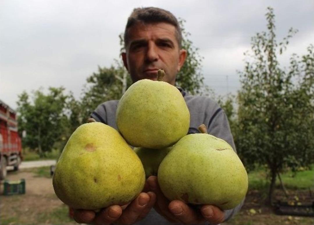 (&ouml;zel Haber) Bu Armutların Bir Tanesi 4 Kişiyi Doyuruyor