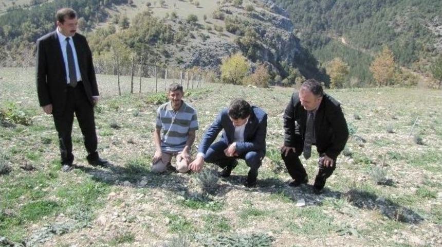 M&uuml;d&uuml;r G&uuml;m&uuml;ş&rsquo;ten &Ccedil;ift&ccedil;ilere &ldquo;lavanta Yetiştirin&rdquo; Tavsiyesi