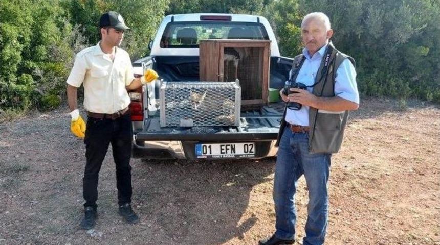 Yaralı Tilki Tedavisinin Ardından Doğaya Salındı