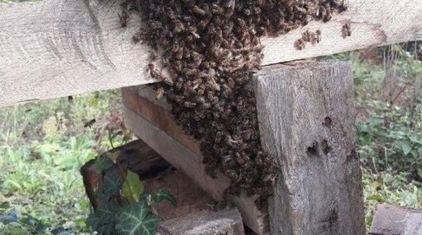 Sinop&rsquo;ta Arı Kovanlarına Sonbahar Bakımı