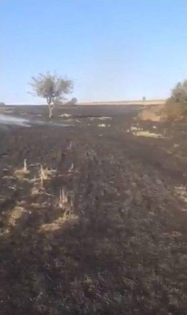 Anız Yangınından Sı&ccedil;rayan Alevler Ağa&ccedil;landırma Sahasındaki Fidanları K&uuml;l Etti 1